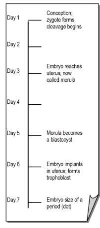 Example of a vertical time line