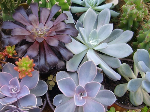 A group of succulents in pots.