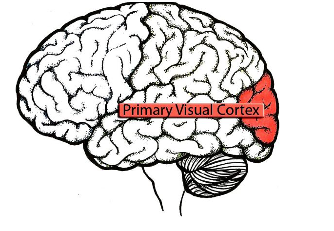Primary Visual Cortex.