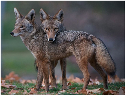 Two coyotes, one with its head on the others back.