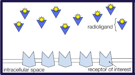 An illustration of the radioglands, intracellular space, and receptors of interest.