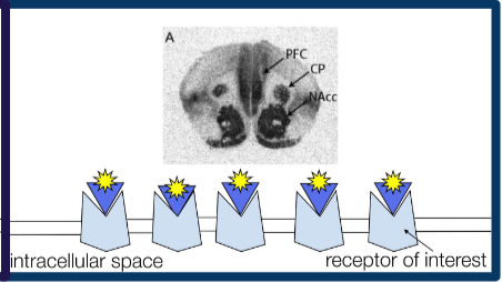 An illustration of a coyote brain pointing out the PFC, CP, NAcc, intracellular space, and receptors of interest. 