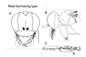 a burrowing wasp’s morphology with a) small mandibles and sinuses, b) a rounded shoulder plate, and c) slender limbs with long sensory hairs
