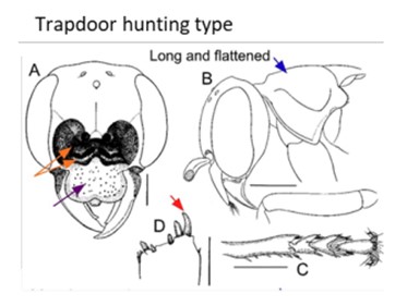 a spider hunting wasp’s morphology with a) large sinuses and mandibles with an additional mouth plate, b) a long and flattened shoulder plate, and c) thick, armored limbs with very short sensory hairs