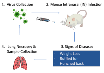 Serial passaging of influenza virus in mice. Step 1: Virus Collection. Step 2: Mouse Intranasal (IN) Infection. Step 3: Signs of Disease: Weight Loss, Ruffled Fur, Hunched Back. Step 4: Lung Necropsy and Sample Collection. After step four it returns to step one. 