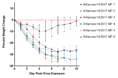 line graph showing percent weight change of BALB/c mice infected with influenza A/Kansas/14/2017 MP1-MP6 (with mannan). More severe weight loss was observed after serial passaging of the virus. 