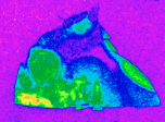 A radiology image slice of a brain. It shows some "Warmer" regions along the outside of the slice.