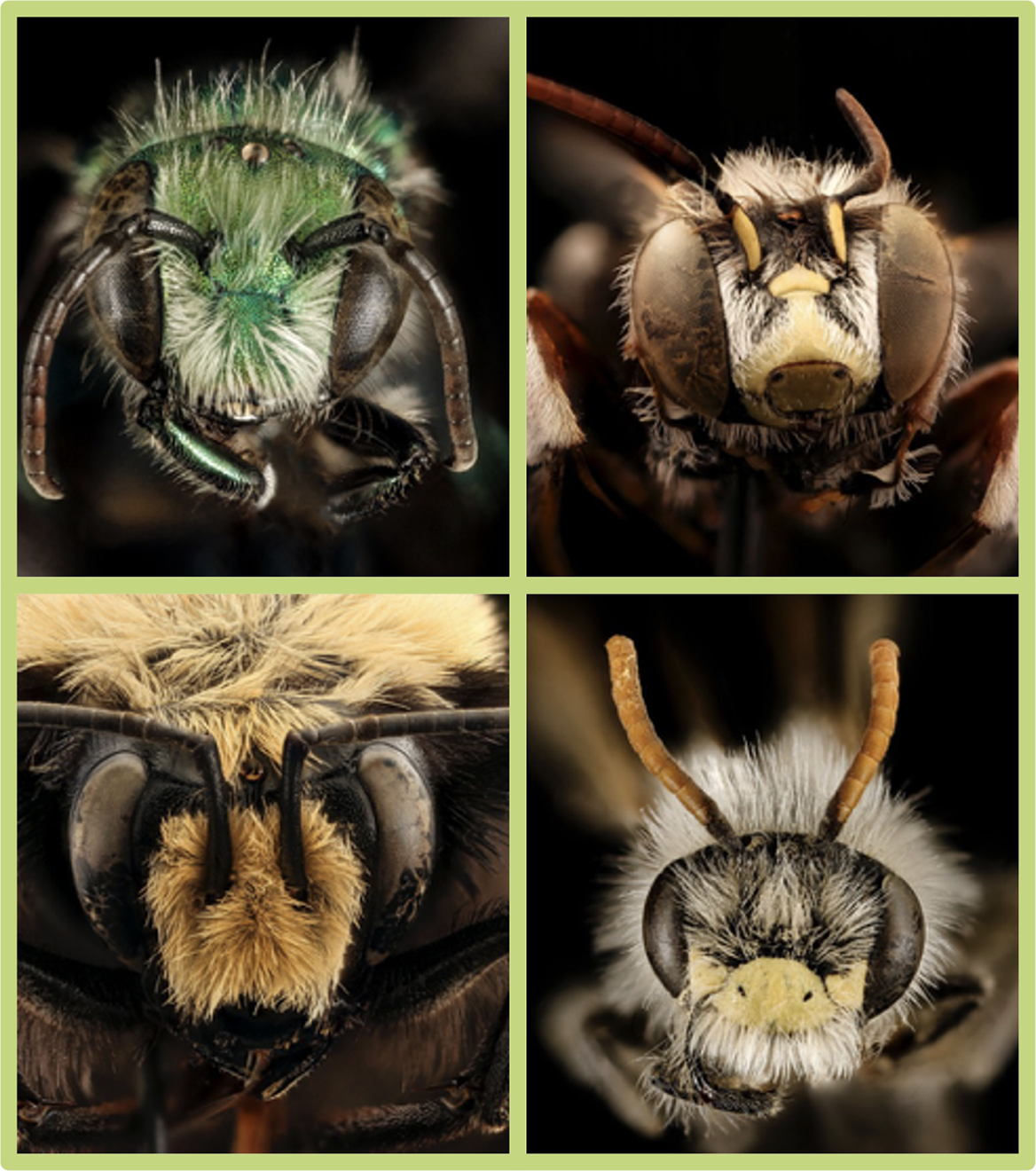Close-ups of bee faces