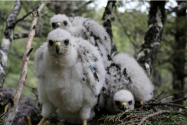 nest of goshawk chicks