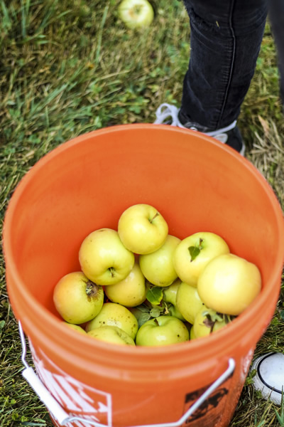 gleaning