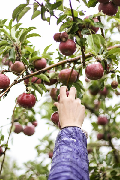 gleaning
