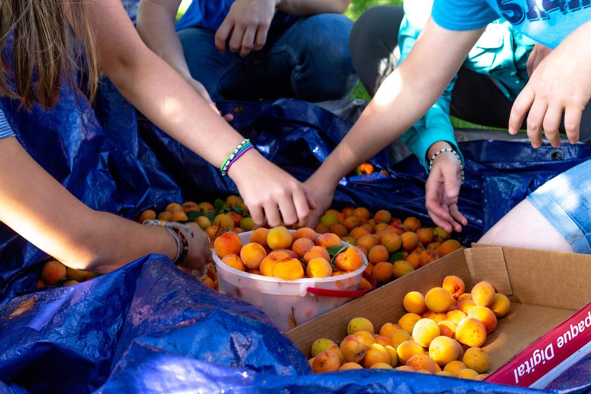oranges