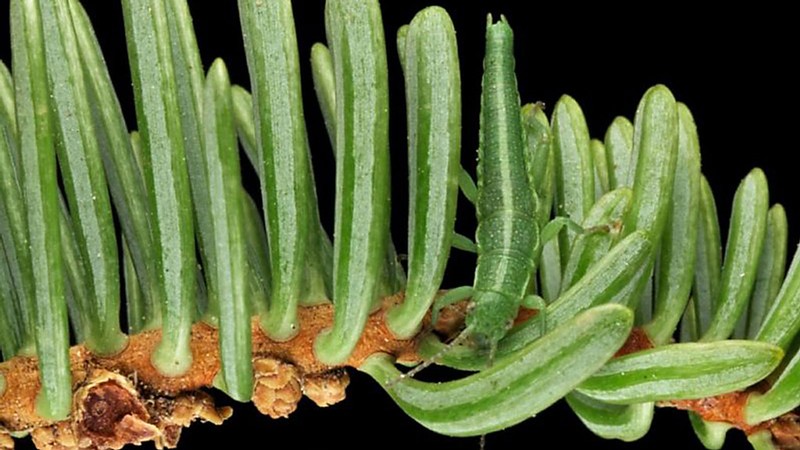 USU Ecologists Ask 'Why Does Evolution Sometimes Repeat Itself?'