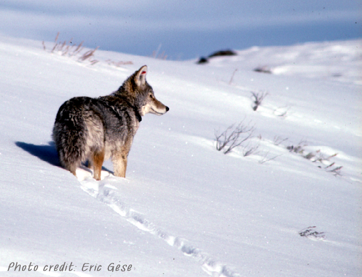 Eric Gese Coyote Photo