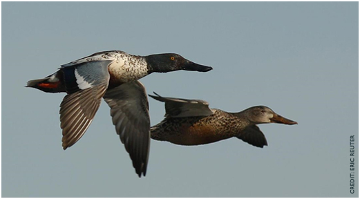 flying ducks