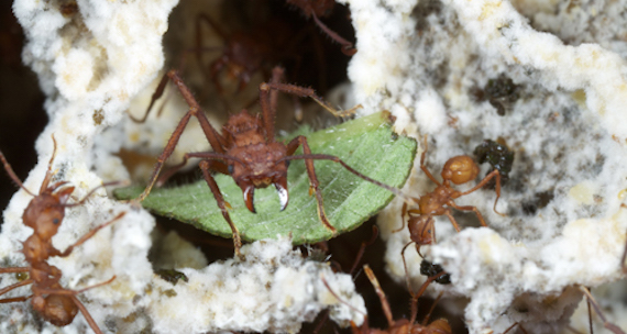 Ants in an ant garden