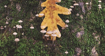 Tiny mushrooms on a log
