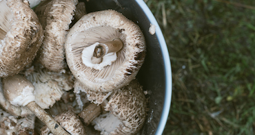Bucket of white mushrooms