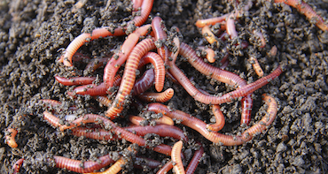 Worms in a pile of compost