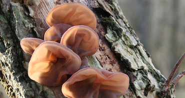 Woods ear fungus