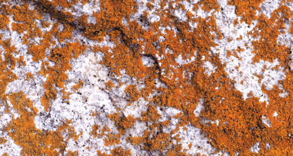 Orange lichens on stone