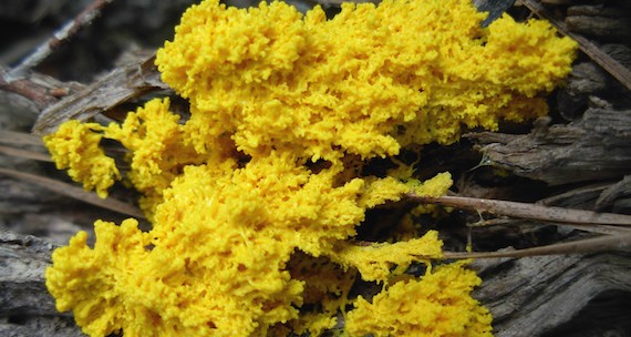 Yellow slime mold on a log