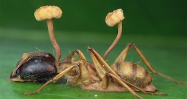 side view of an ant killed by fungal biocontrol