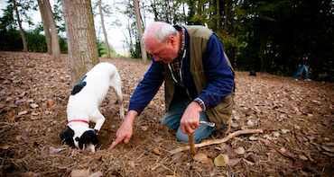 Truffle hunting with dogs