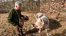Truffle hunting with a pig