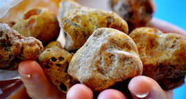 hands holding white truffles