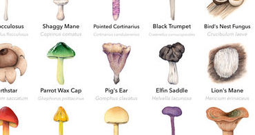 Catalog illustrations of mushrooms