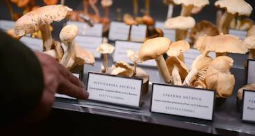 Man looking at mushrooms though a display case
