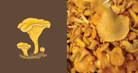 Yellow Chanterelle growing in the grass