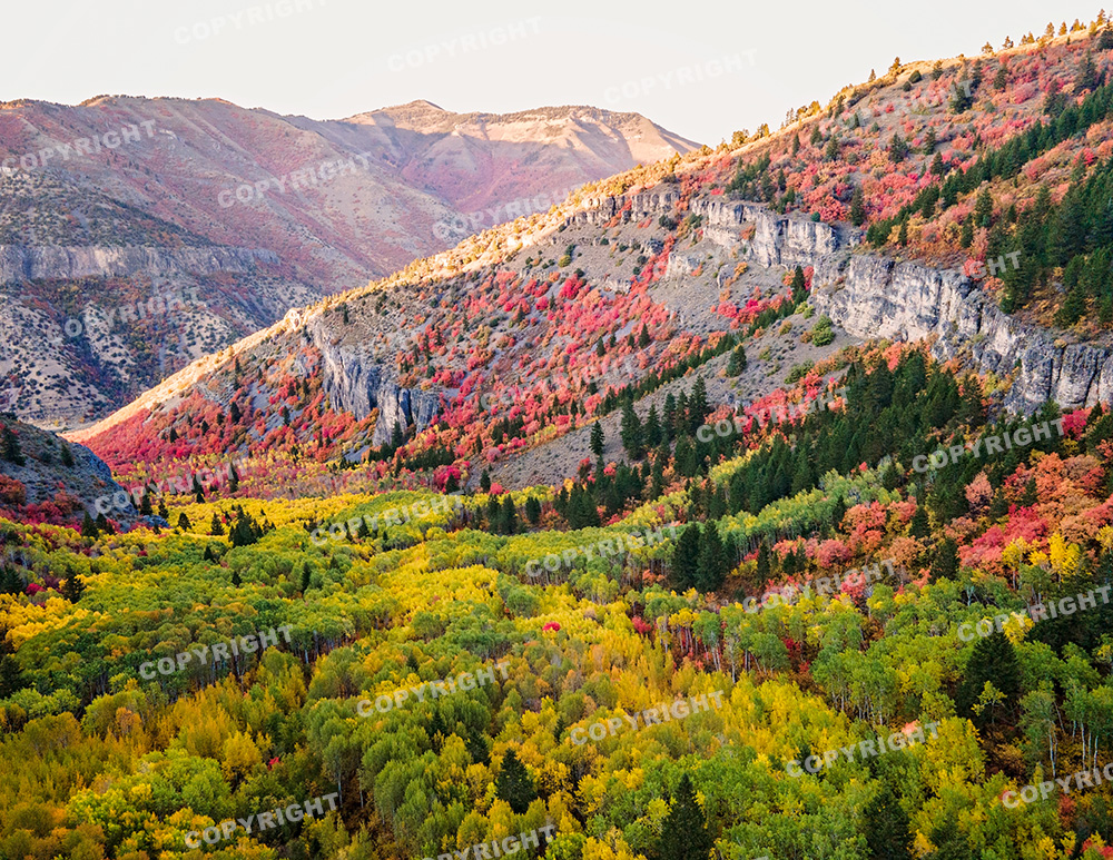 Spring Hollow in Logan Canyon, Utah
