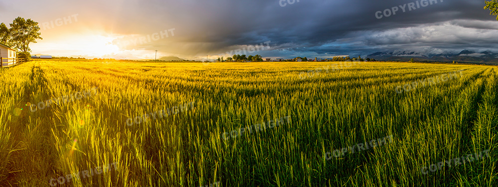 Wheat field in Cache Valley, Utah
