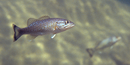 Juvenile Small Mouth Bass