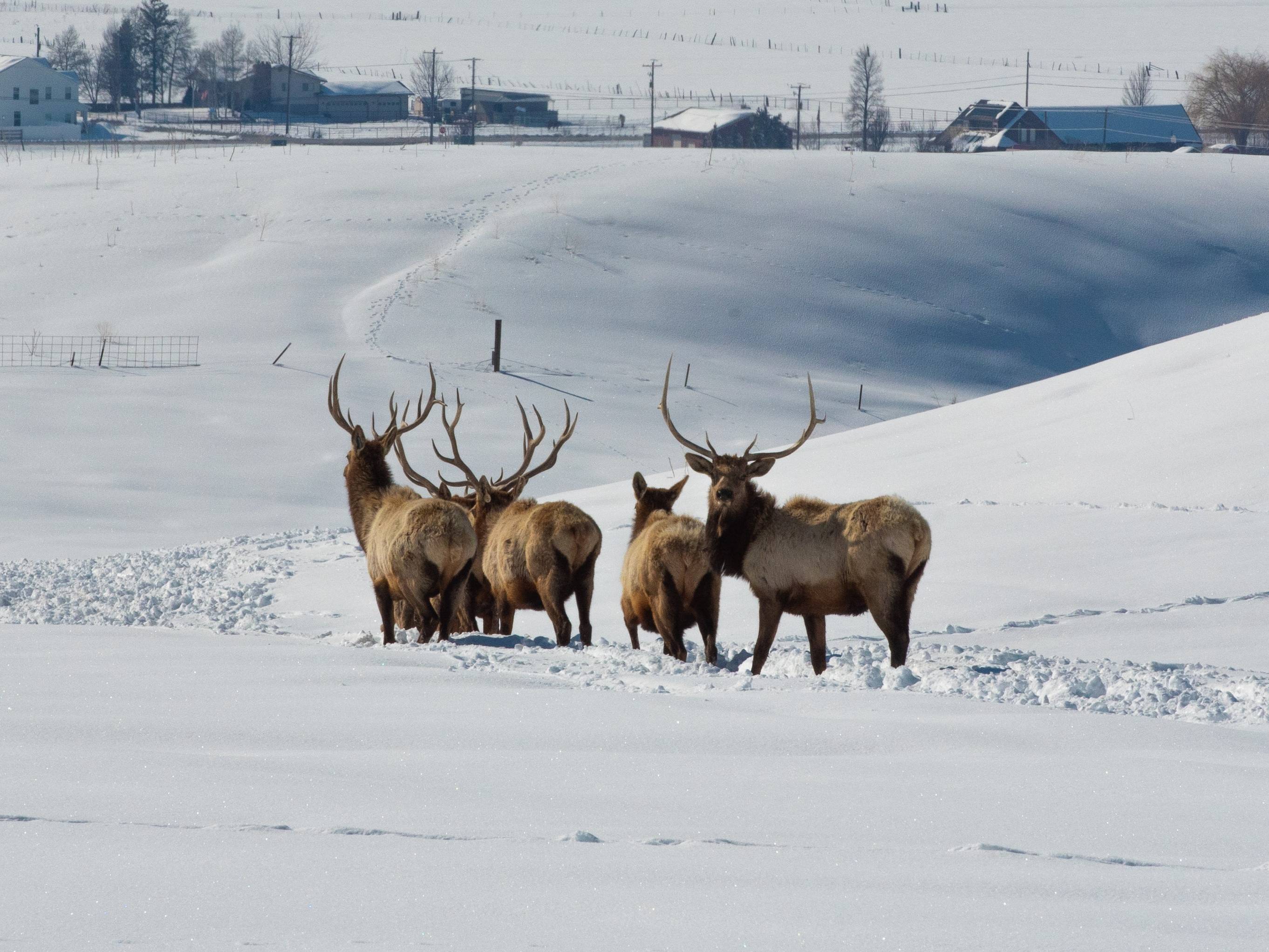 several elk in the snow