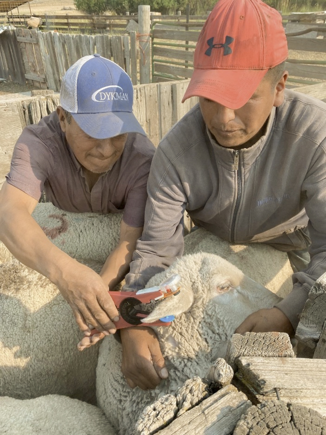 Herders attaching flashing ear tags to sheep before placing sheep on open-range allotment. (Julie Young)