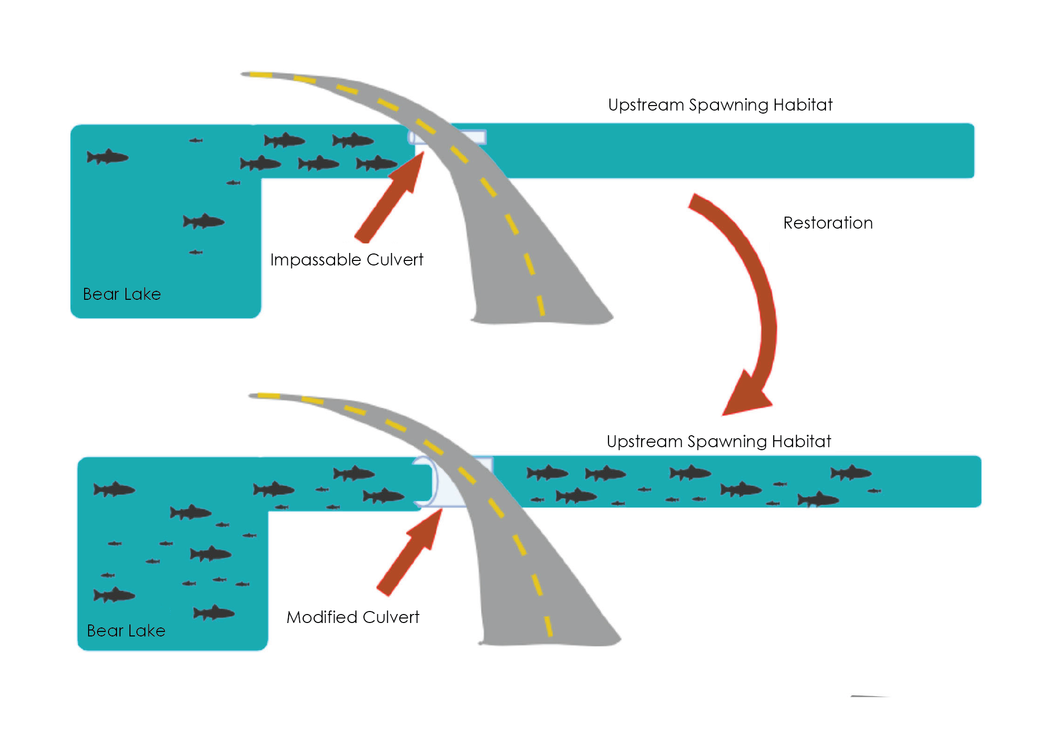 Modified Culvert allows upstream spawning habitat