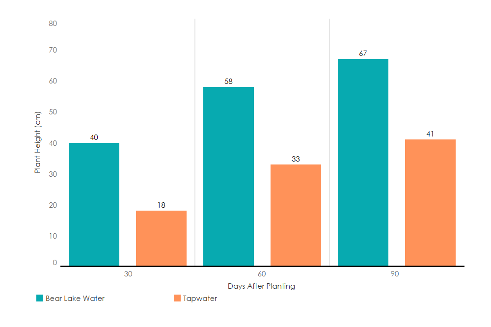 A bar chart showing Eurasian plan height grown in bear lake water vs tap water which depicts the plant growing higher in Bear Lake water