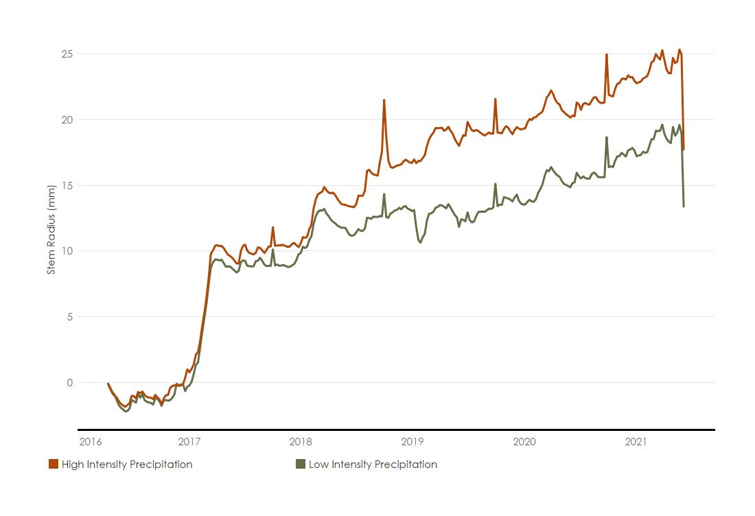 A line graph with two lines representing high intensity precipitation and low intensity precipitation. The graph measures stem radius in mm over the years 2016 to 2022. Stem radius for plants with high intensity precipitation starts low in 2016, but starts to rise dramatically in early 2017 to 10 mm. From then on, with several peaks and valleys, it follows a trend of growing until reaching 25 mm in 2021 before dropping sharply down to under 18 mm at the end of the measured time. Stem radius for plants with low intensity precipitation starts low in 2016, but starts to rise dramatically in early 2017 to almost 10 mm. From then on, with several peaks and valleys, it follows a trend of growing until reaching 20 mm in 2021 before dropping sharply down to around 13 mm at the end of the measured time.