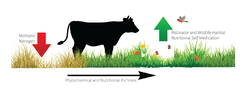 A graphic with a red arrow labeled "Methane Nitrogen" pointing down toward a patch of yellow grass to the left of a cow, who stands over a divide in yellow and green grass. An arrow underneath the graphic pointing to the right (from yellow grass to green) is labeled "Phytochemical and Nutritional Richness", while a green arrow to the right of the cow and above the green grass points up and is labeled "Pollinator and Wildlife Habitat Nutritional Self Medication." The green grass area is also populated with flowers, butterflies, and a bird.