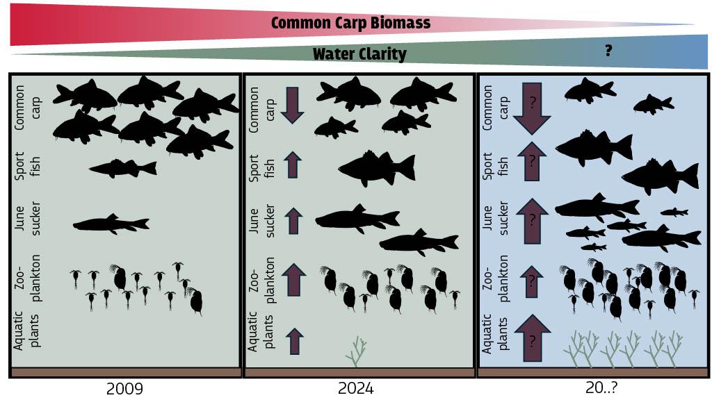 A three-panel illustration comparing ecological conditions in Utah Lake across three time periods — 2009, 2024, and a projected future scenario — to depict how reductions in common carp biomass influence the overall lake ecosystem.