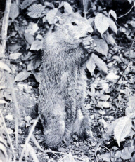 Marmot (click to see larger image)