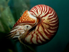 Nautilus (click to see larger image)