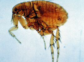 Rat Flea: Xenopsylla cheopis (click to see larger image)