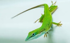 Green anole lizard clinging to a light surface with its head turned and tail stretched behind.