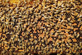 A close-up view of a honeycomb covered with many honeybees. The bees are clustered together on the hexagonal wax cells, some filled with dark material and others open, showing the structured pattern of the hive.