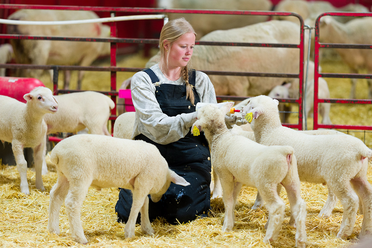 student holding a baby sheep