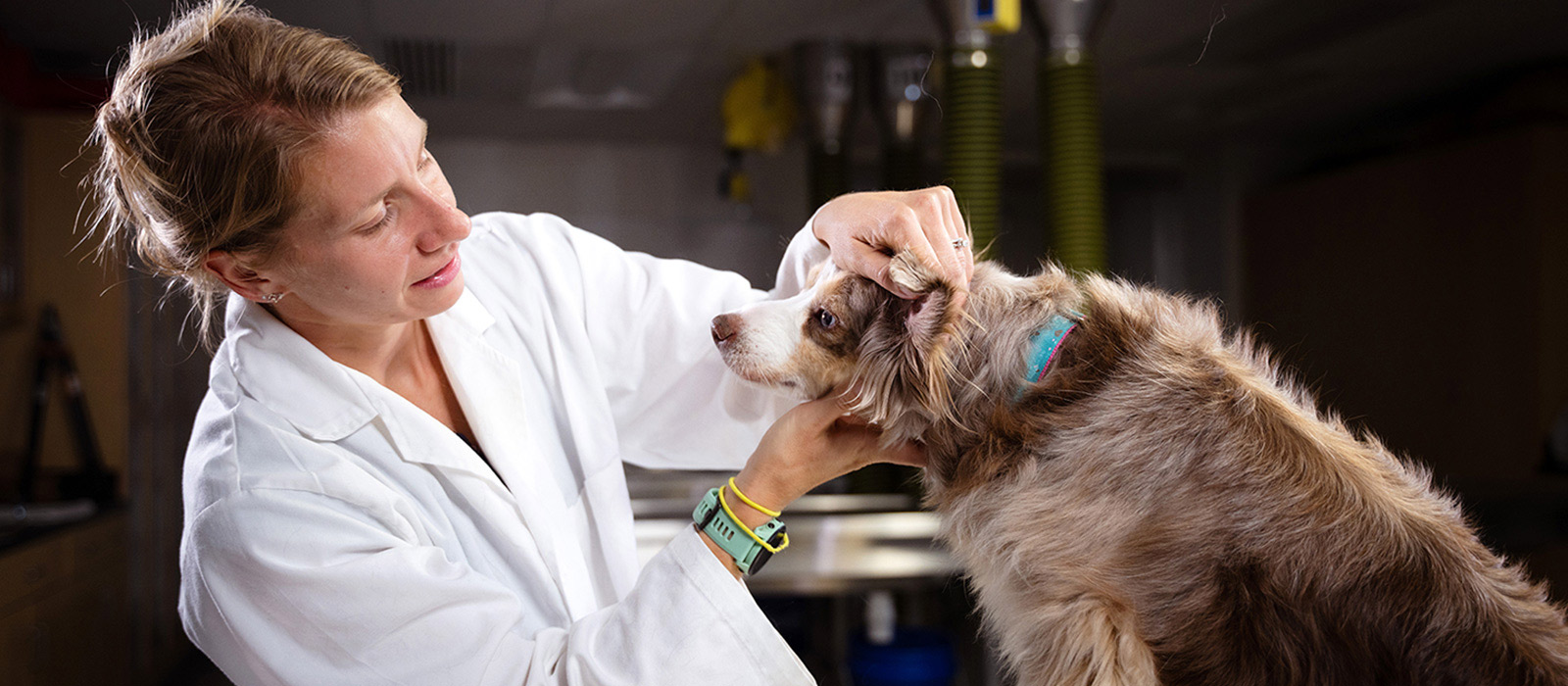 doctor examining dog